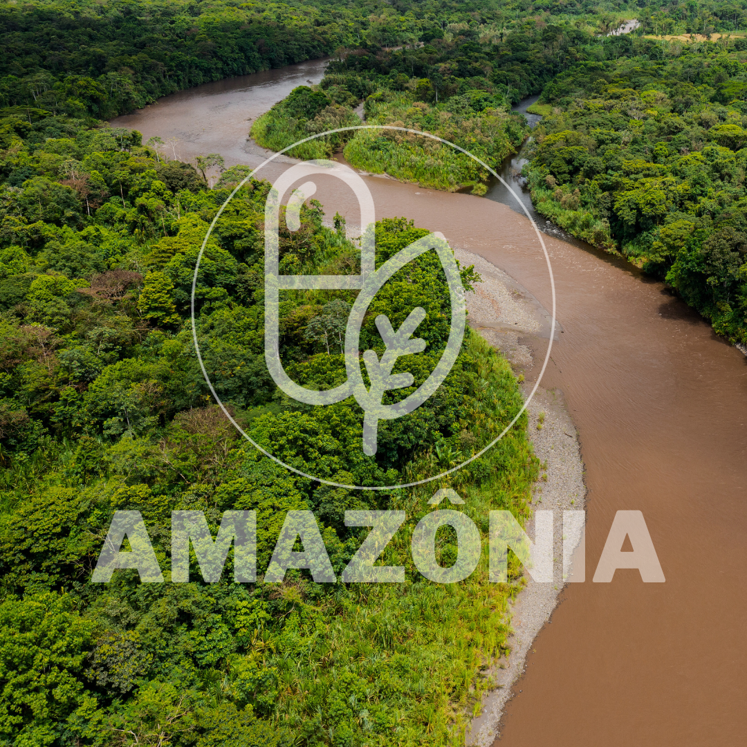 Amazon and its medicinal capacity